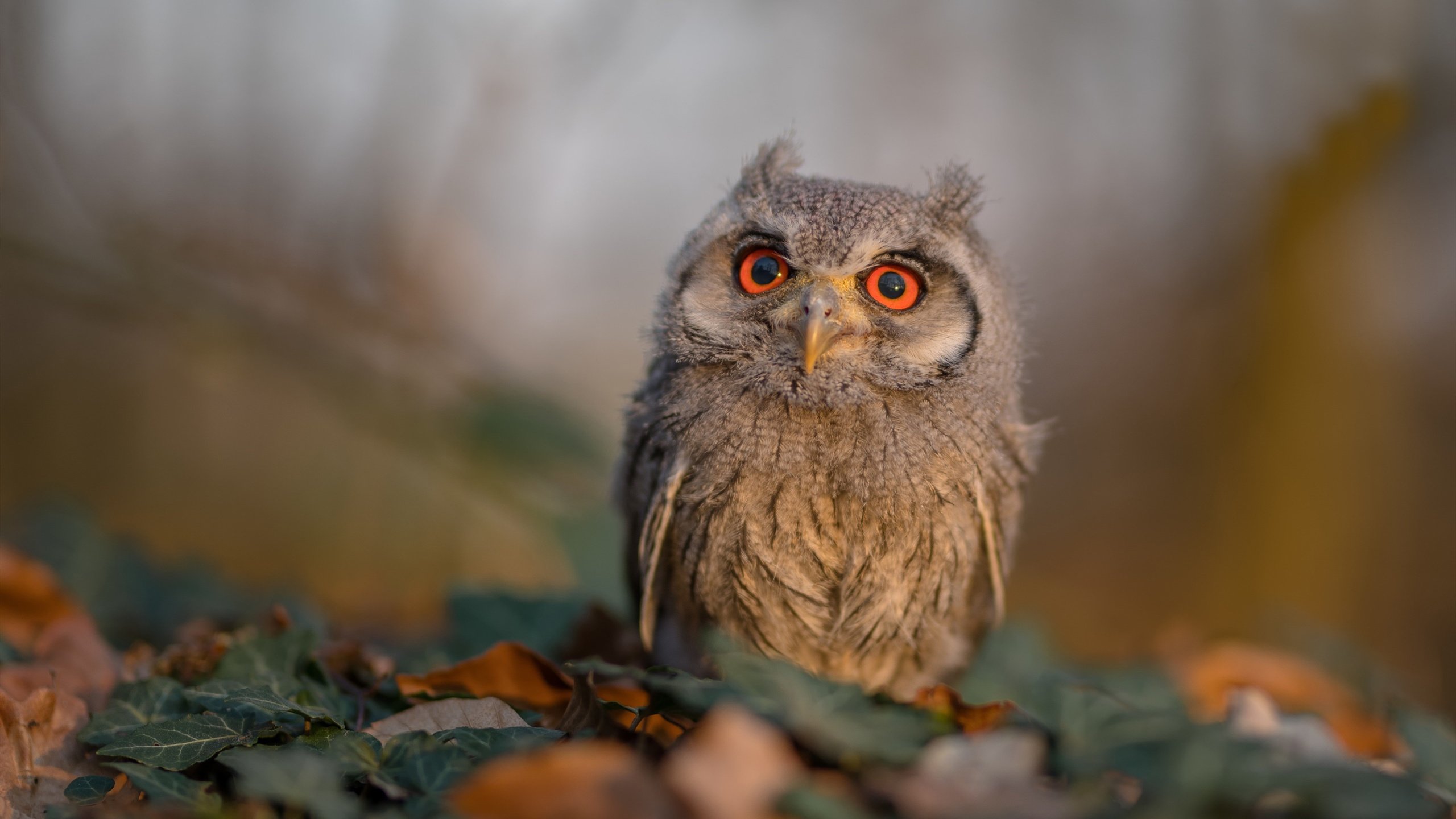 职业俱乐部忽视青年球员系统复盘反馈