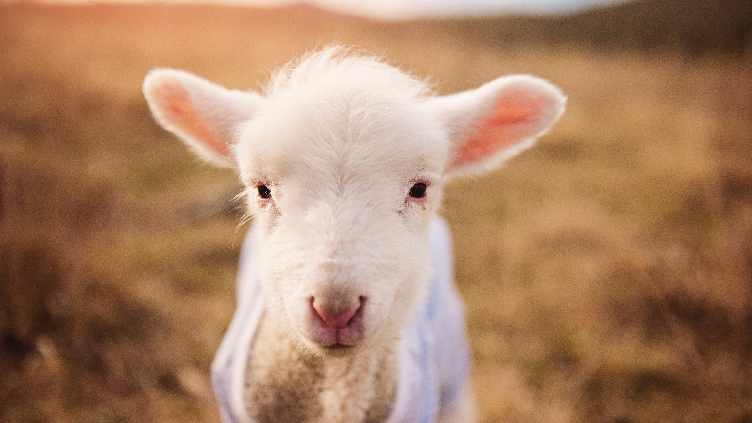 节奏偏快球队是否在阵地战中显得效率不足,节奏型球员