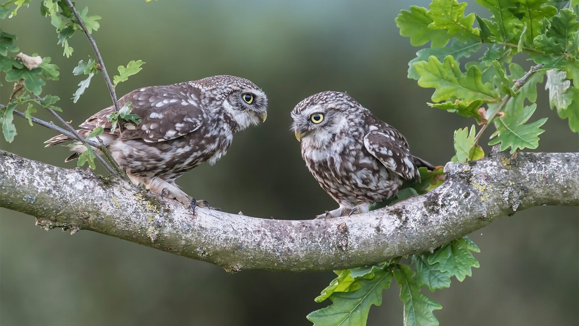职业联赛薪资结构不合理,职业联赛靠什么赚钱