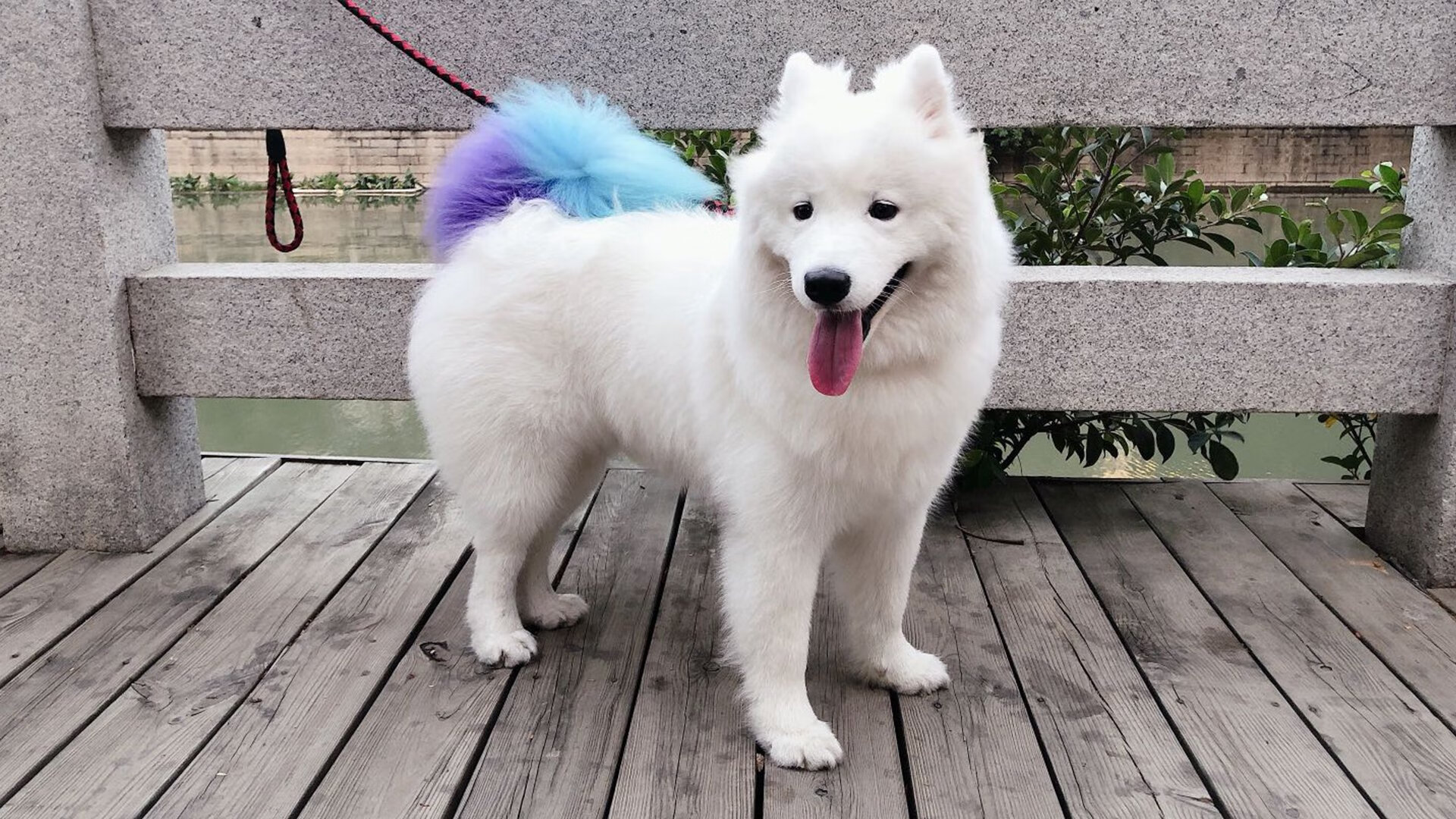 裁判判罚标准国际接轨提升公平性,国际比赛裁判语言