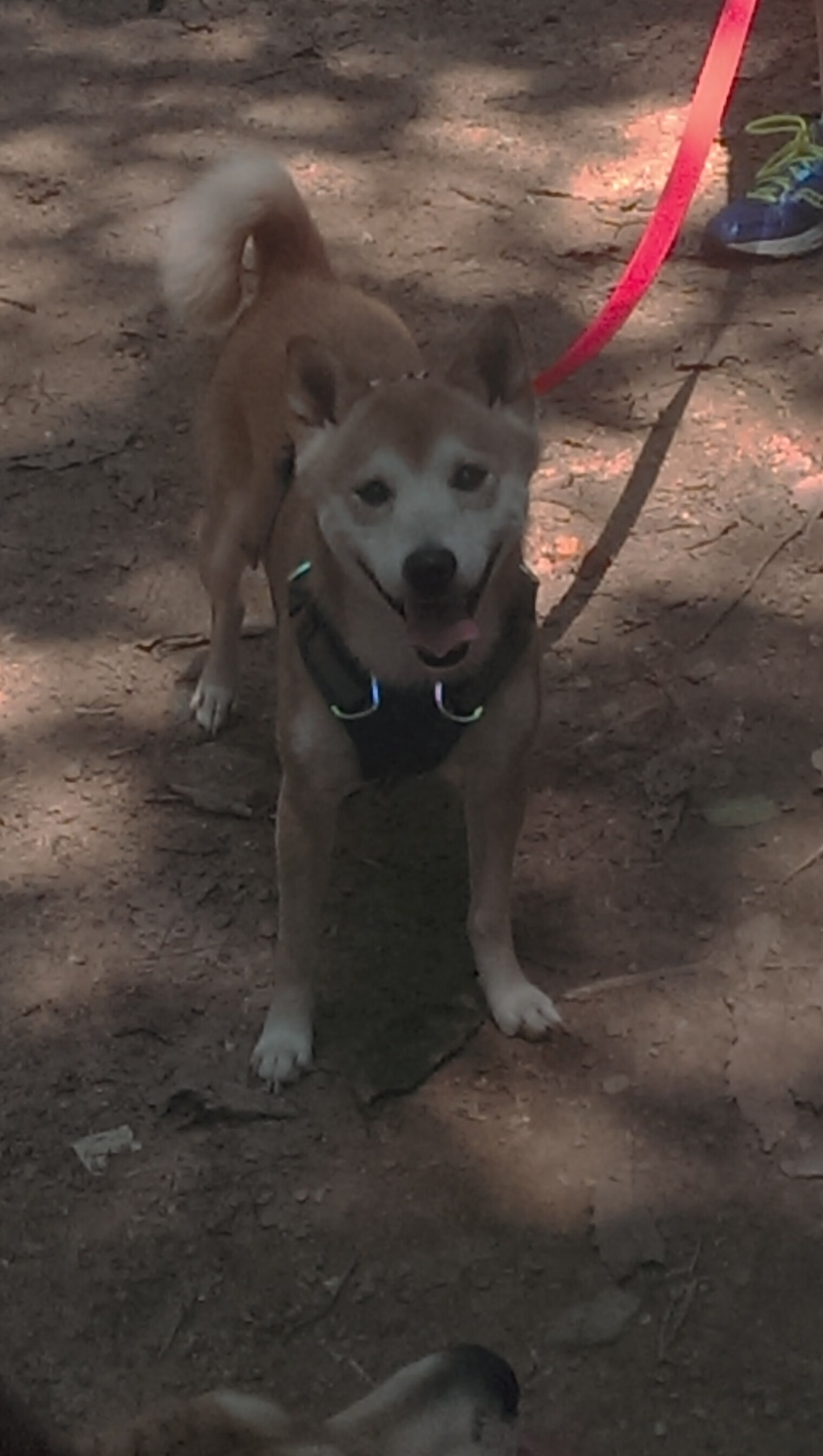 世界羽毛球锦标赛 中国队力争夺冠,羽毛球世锦赛中国金牌