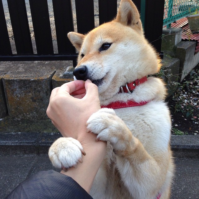 中国足球职业俱乐部参与社区足球节活动,基层足球协会组织机构