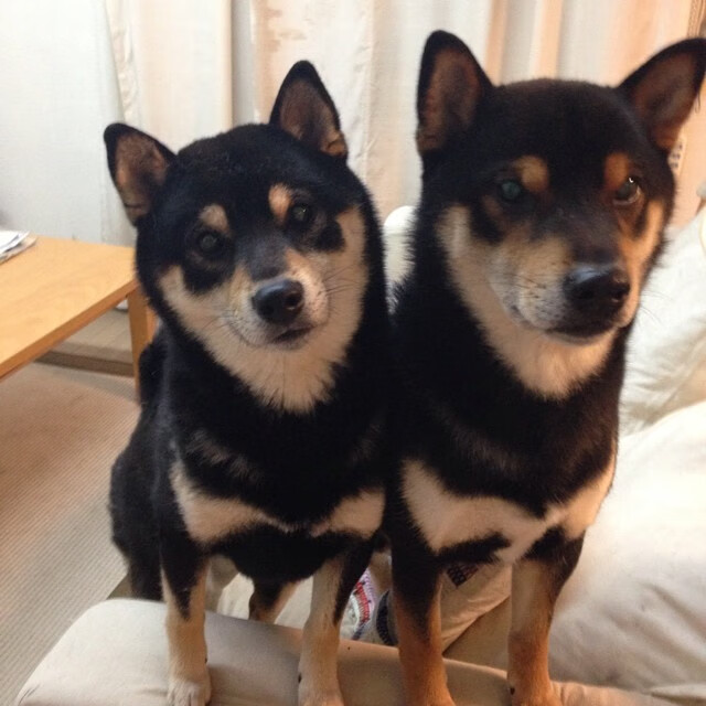 曼联逆势上升,积分追赶榜首队伍