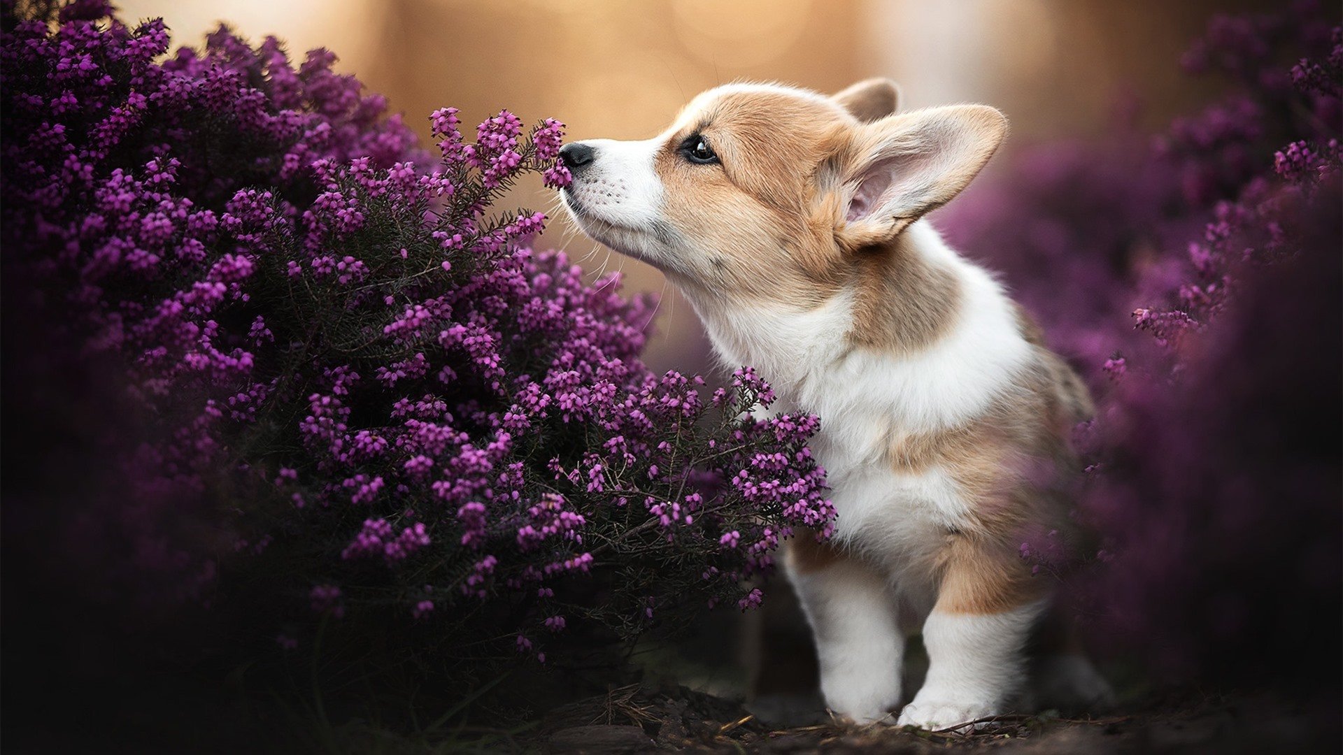 澳大利亚袋鼠队的全场压制与节奏掌控,最终打败对手,袋鼠 澳大利亚