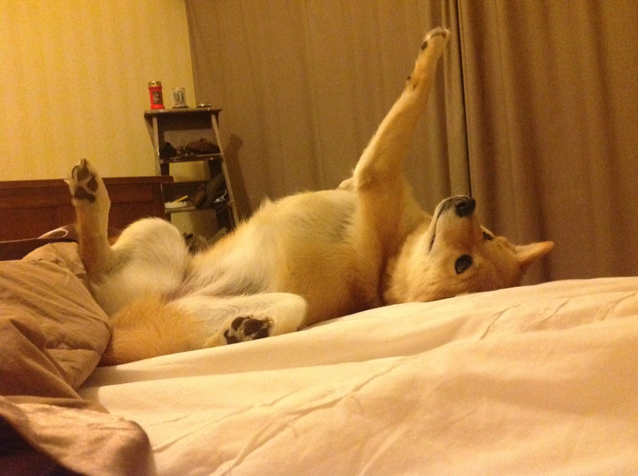 独行侠二队参加队内教学赛表现可圈可点,独行侠队比赛