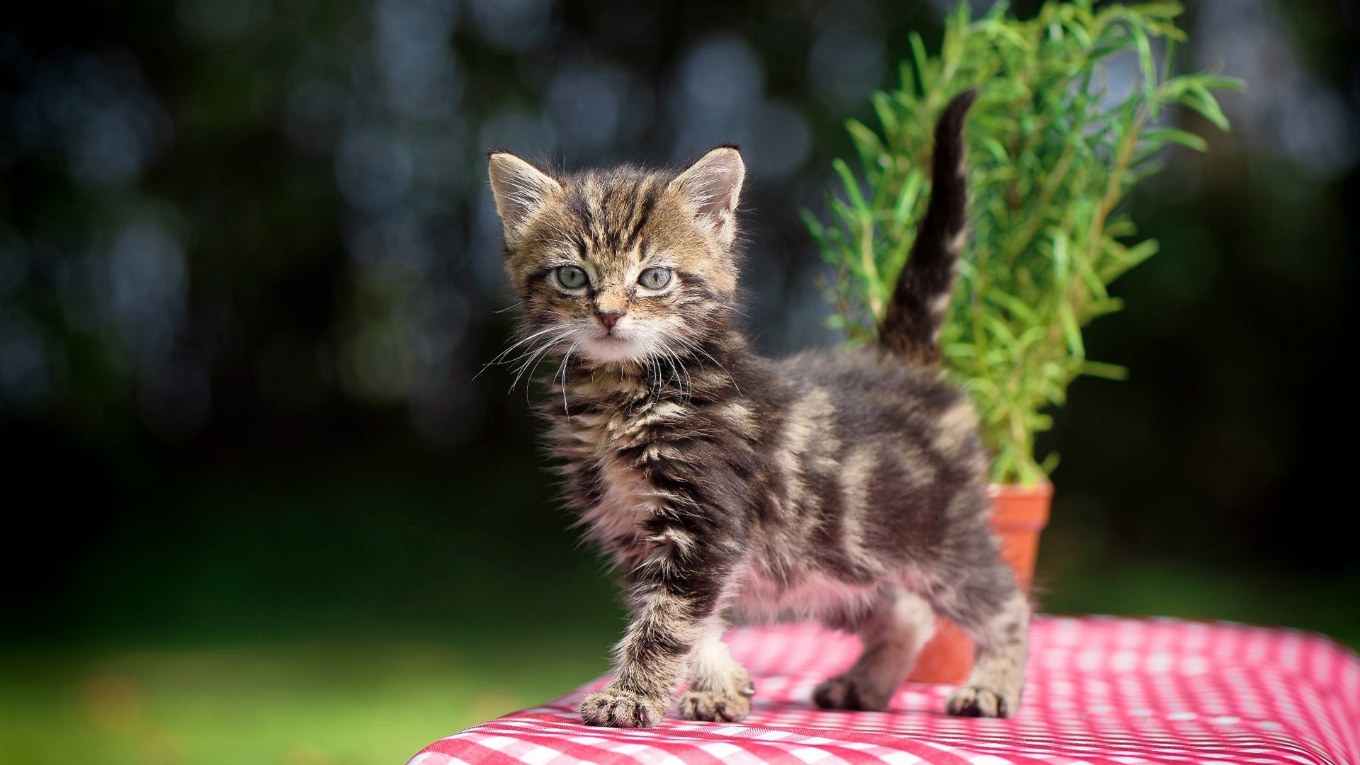 爱游戏娱乐网址-西班牙女足首次捧起欧冠奖杯，西班牙女足厉害吗